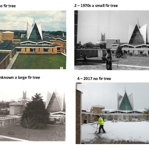 Four pictures showing the growth, then removal of a fir tree in the Green, Canterbury Campus.