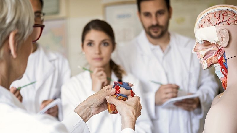 Student doctors looking at a model of a heart