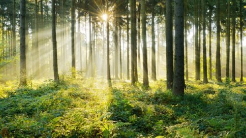 Forest in sunlight
