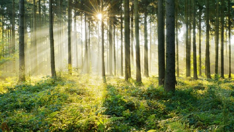 Forest in sunlight