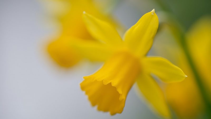 Close up of daffodils